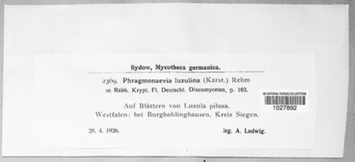 Diplonaevia luzulina image